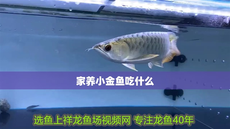 家養小金魚吃什么