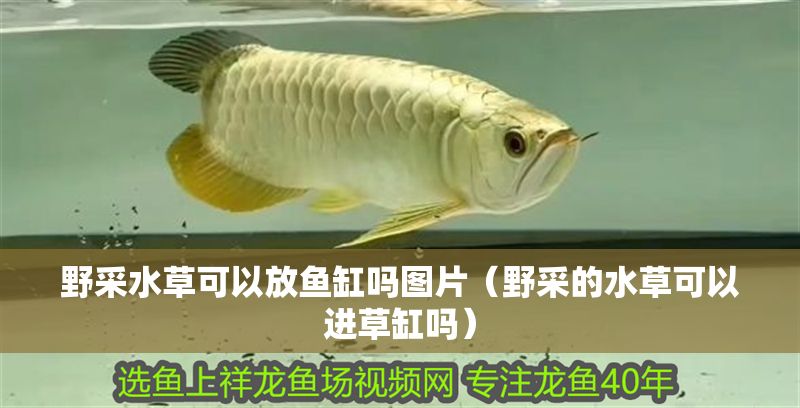 野采水草可以放魚缸嗎圖片(野采的水草可以進草缸嗎) 魚缸百科 第1張 野采水草可以放魚缸嗎圖片(野采的水草可以進草缸嗎) 野采水草可以放魚缸嗎圖片(野采的水草可以進草缸嗎) 魚缸百科 第1張