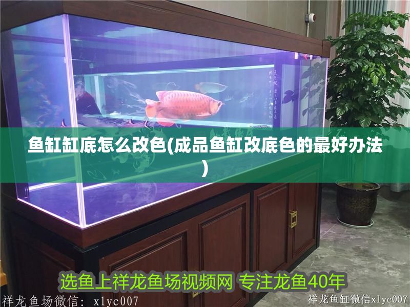 魚缸缸底怎么改色(成品魚缸改底色的最好辦法)