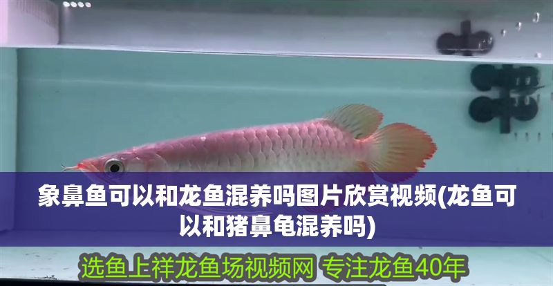 象鼻魚可以和龍魚混養嗎圖片欣賞視頻(龍魚可以和豬鼻龜混養嗎)