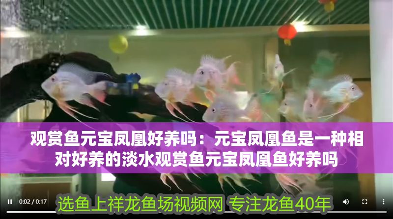 觀賞魚元寶鳳凰好養嗎：元寶鳳凰魚是一種相對好養的淡水觀賞魚元寶鳳凰魚好養嗎
