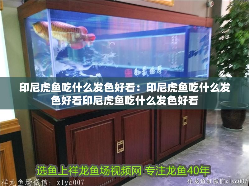 印尼虎魚吃什么發色好看：印尼虎魚吃什么發色好看印尼虎魚吃什么發色好看