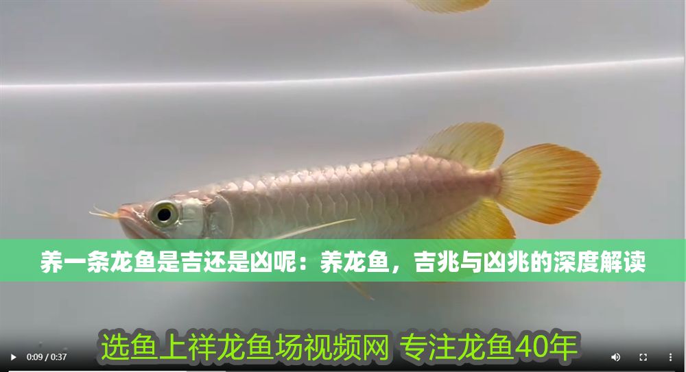 詳細閱讀:養一條龍魚是吉還是兇呢:養龍魚,吉兆與兇兆的深度解讀 養一條龍魚是吉還是兇呢:養龍魚,吉兆與兇兆的深度解讀