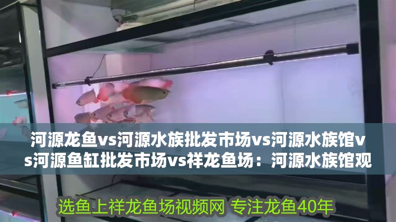 河源龍魚vs河源水族批發(fā)市場vs河源水族館vs河源魚缸批發(fā)市場vs祥龍魚場：河源水族館觀賞魚推薦