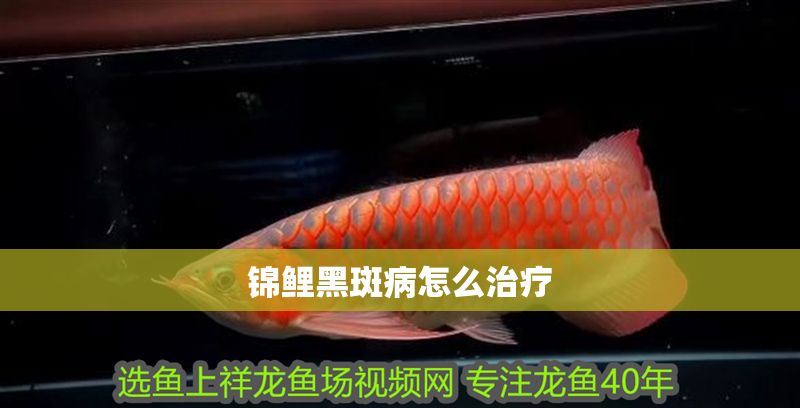 錦鯉黑斑病怎么治療 錦鯉黑斑病怎么治療 魟魚(yú)百科 第1張