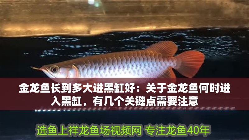 金龍魚長到多大進黑缸好：關于金龍魚何時進入黑缸，有幾個關鍵點需要注意
