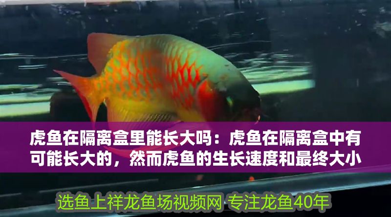虎魚在隔離盒里能長大嗎：虎魚在隔離盒中有可能長大的，然而虎魚的生長速度和最終大小