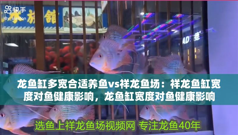 龍魚缸多寬合適養魚vs祥龍魚場：祥龍魚缸寬度對魚健康影響，龍魚缸寬度對魚健康影響