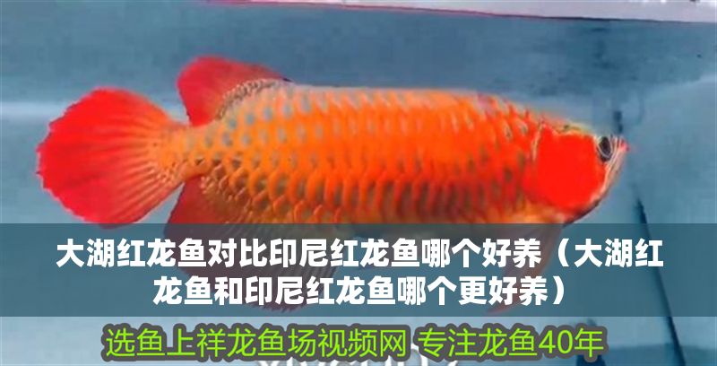 大湖紅龍魚對比印尼紅龍魚哪個好養(yǎng)（大湖紅龍魚和印尼紅龍魚哪個更好養(yǎng)）