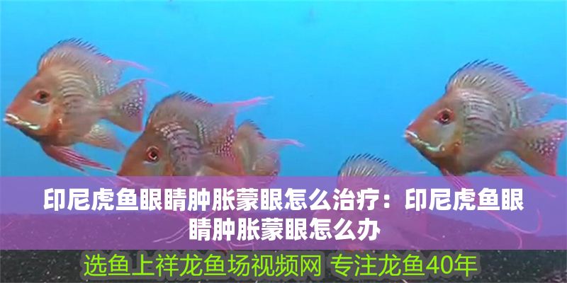印尼虎魚(yú)眼睛腫脹蒙眼怎么治療：印尼虎魚(yú)眼睛腫脹蒙眼怎么辦