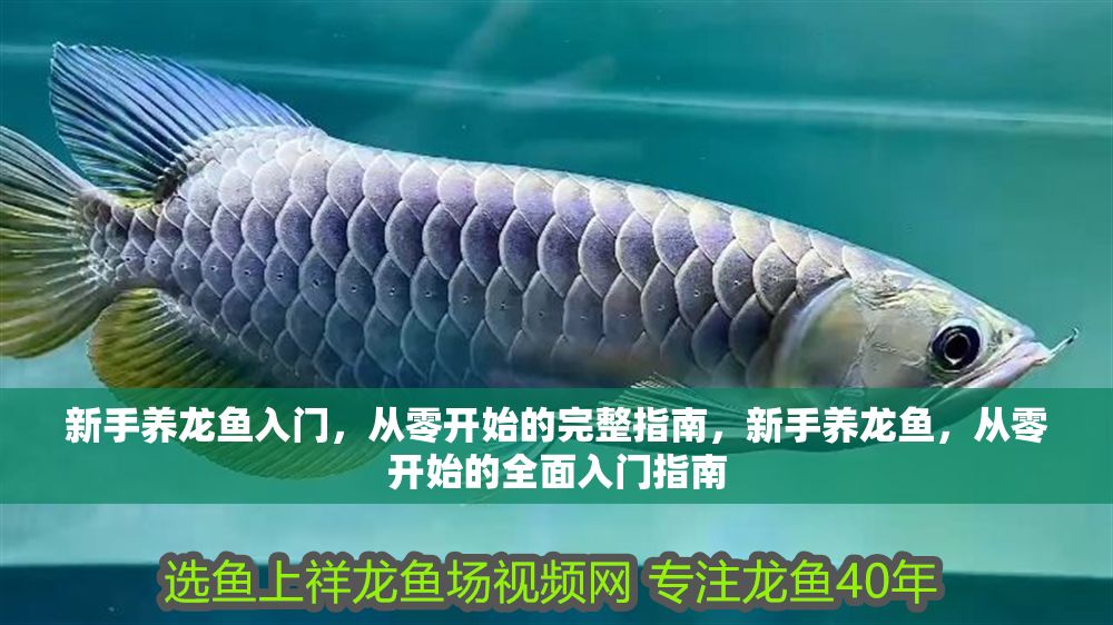 新手養龍魚入門，從零開始的完整指南，新手養龍魚，從零開始的全面入門指南