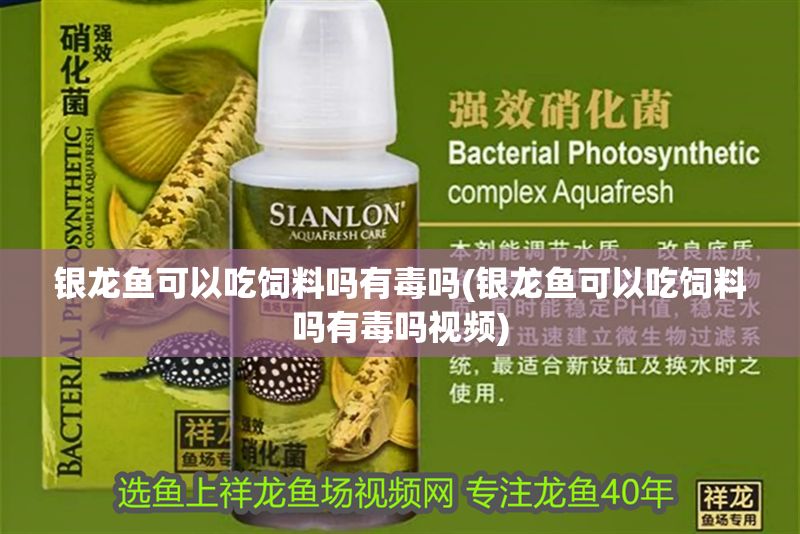 銀龍魚可以吃飼料嗎有毒嗎(銀龍魚可以吃飼料嗎有毒嗎視頻)