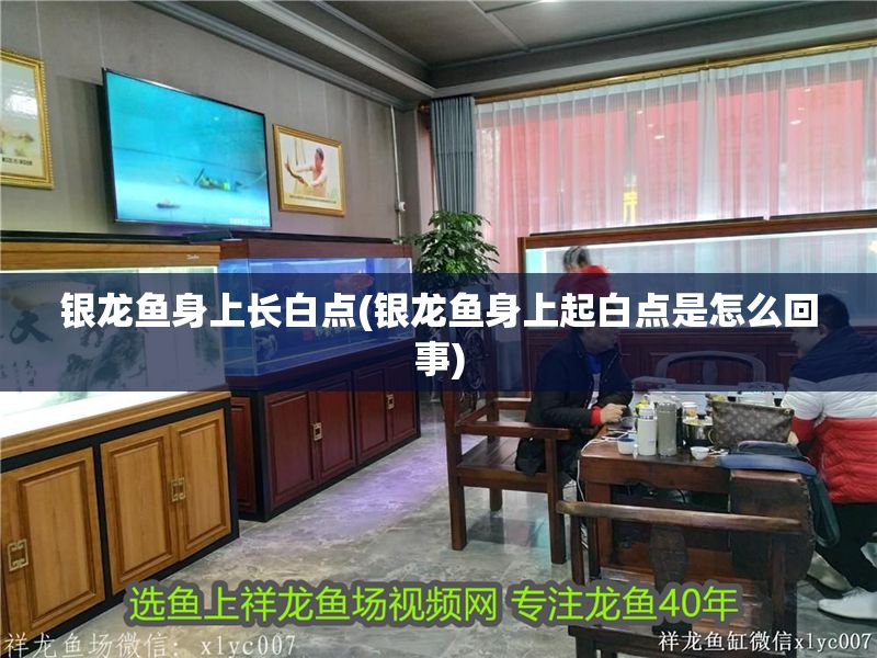 銀龍魚身上長白點(銀龍魚身上起白點是怎么回事)