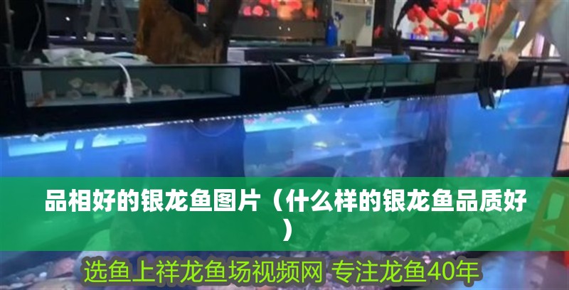 品相好的銀龍魚圖片（什么樣的銀龍魚品質好）