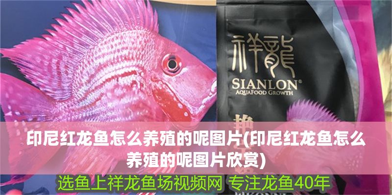 印尼紅龍魚怎么養殖的呢圖片(印尼紅龍魚怎么養殖的呢圖片欣賞)