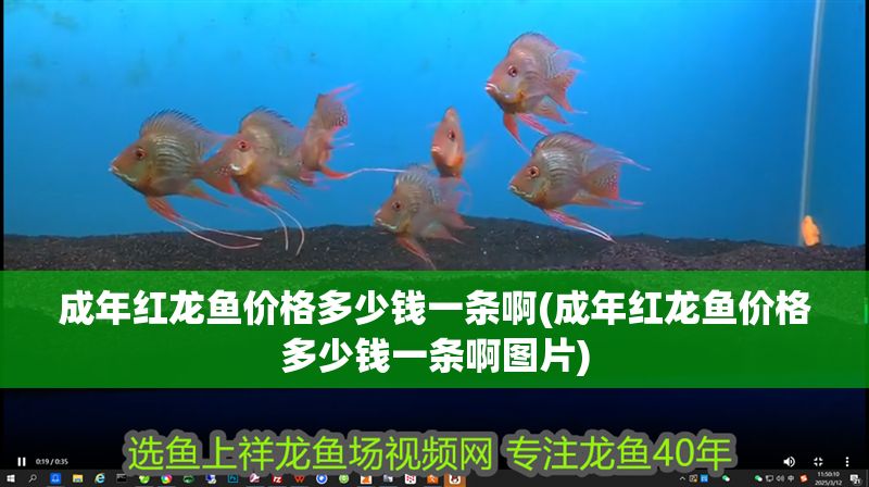 成年紅龍魚價格多少錢一條啊(成年紅龍魚價格多少錢一條啊圖片)
