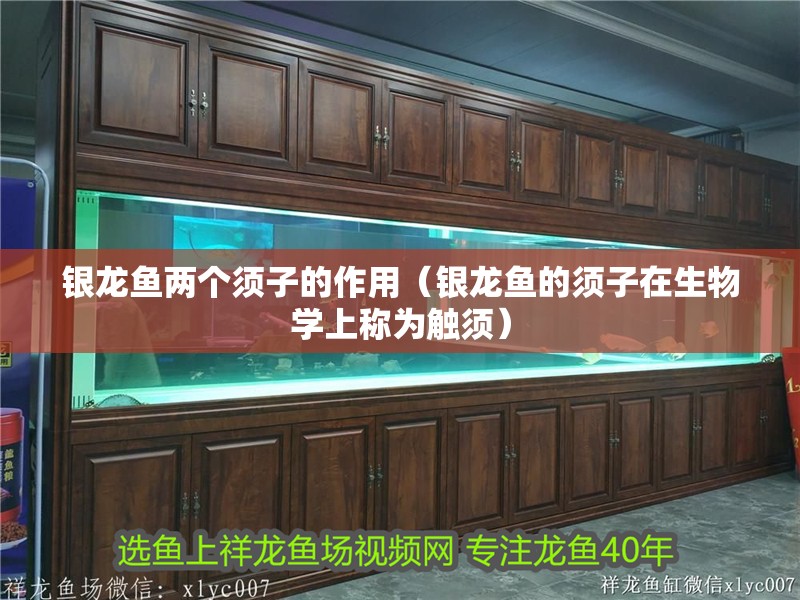 銀龍魚兩個須子的作用（銀龍魚的須子在生物學上稱為觸須）