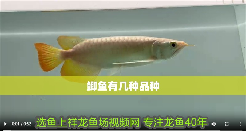 鯽魚有幾種品種 鯽魚有幾種品種 龍魚論壇