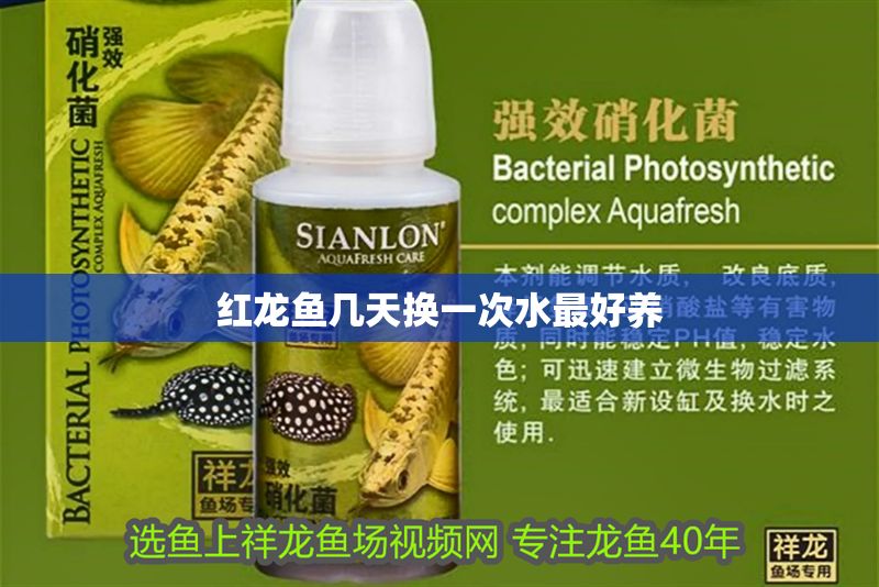 紅龍魚幾天換一次水最好養(yǎng)