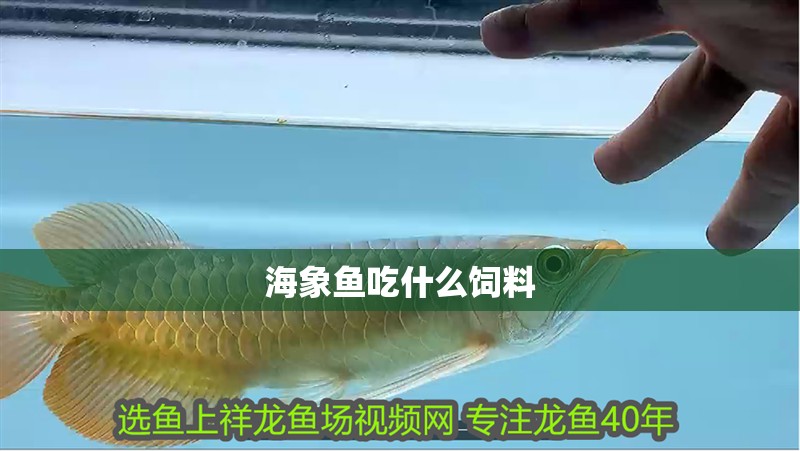 海象魚吃什么飼料