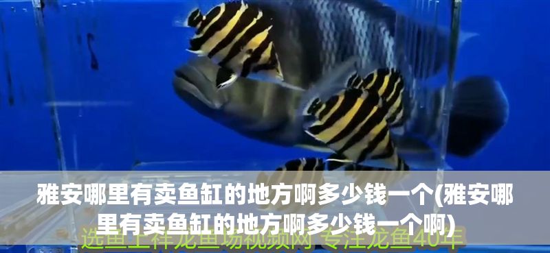 雅安哪里有賣魚缸的地方啊多少錢一個(雅安哪里有賣魚缸的地方啊多少錢一個啊)