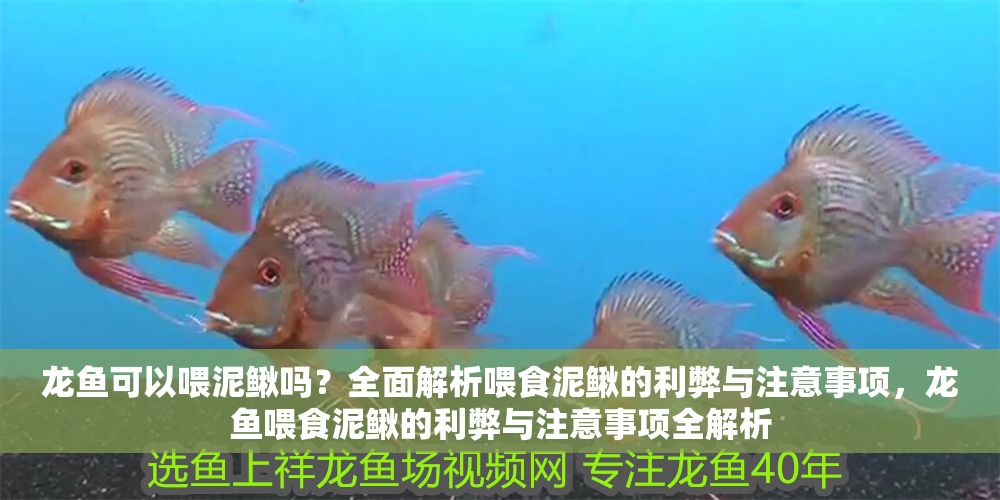 龍魚可以喂泥鰍嗎？全面解析喂食泥鰍的利弊與注意事項(xiàng)，龍魚喂食泥鰍的利弊與注意事項(xiàng)全解析