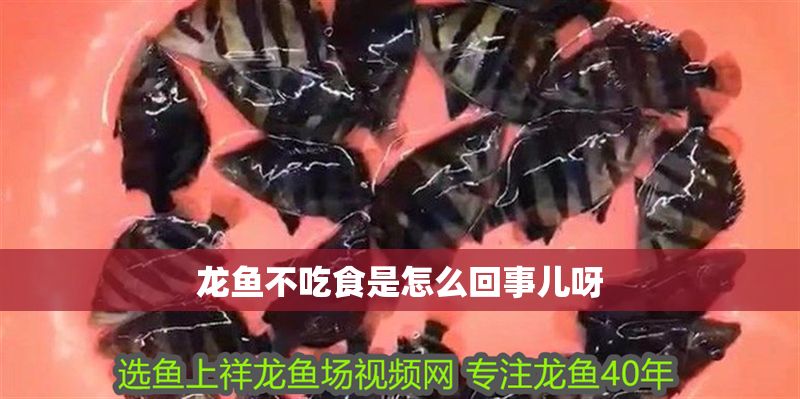 龍魚不吃食是怎么回事兒呀
