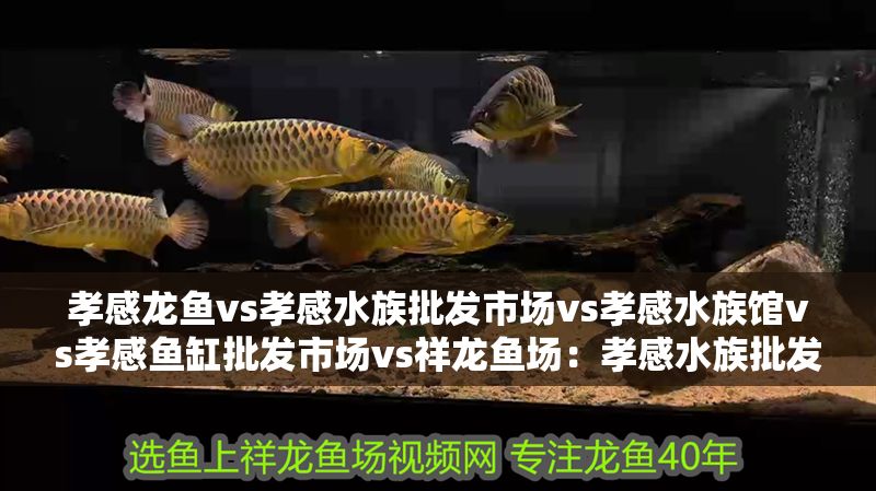 孝感龍魚vs孝感水族批發市場vs孝感水族館vs孝感魚缸批發市場vs祥龍魚場：孝感水族批發市場