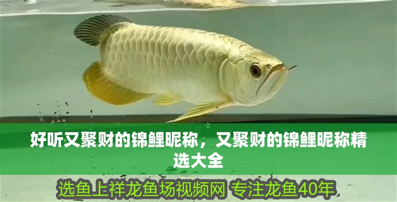 好聽又聚財的錦鯉昵稱，又聚財的錦鯉昵稱精選大全
