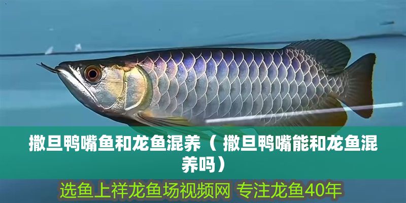 撒旦鴨嘴魚(yú)和龍魚(yú)混養(yǎng)（ 撒旦鴨嘴能和龍魚(yú)混養(yǎng)嗎）