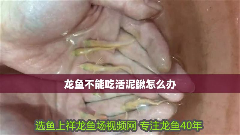 龍魚不能吃活泥鰍怎么辦