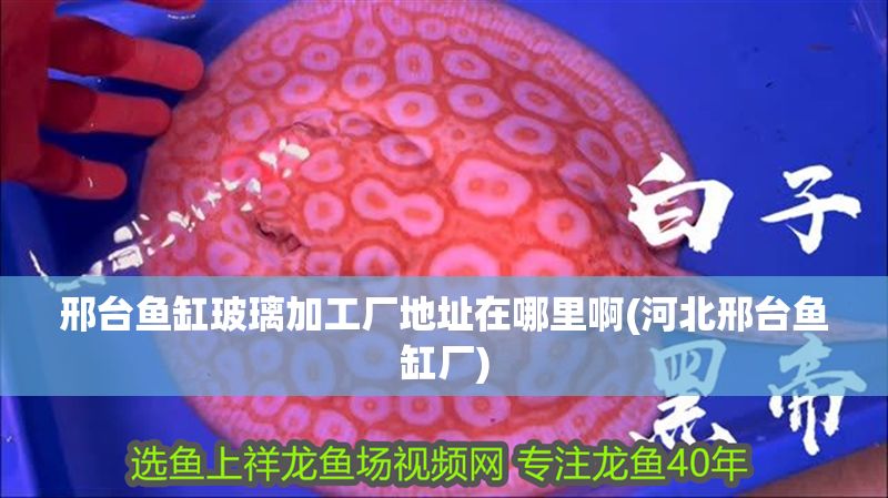 邢臺魚缸玻璃加工廠地址在哪里啊(河北邢臺魚缸廠)