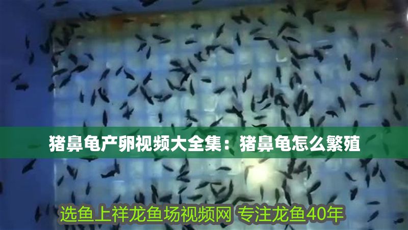 豬鼻龜產(chǎn)卵視頻大全集：豬鼻龜怎么繁殖