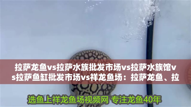 拉薩龍魚vs拉薩水族批發市場vs拉薩水族館vs拉薩魚缸批發市場vs祥龍魚場：拉薩龍魚、拉薩水族批發市場、拉薩水族館、拉薩魚缸批發市場評價