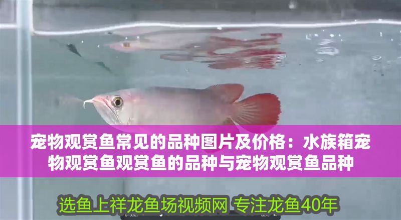 寵物觀賞魚常見的品種圖片及價格：水族箱寵物觀賞魚觀賞魚的品種與寵物觀賞魚品種