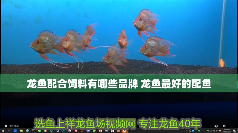 龍魚配合飼料有哪些品牌 龍魚最好的配魚