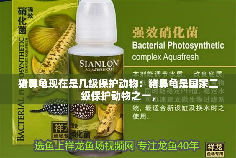 豬鼻龜現在是幾級保護動物：豬鼻龜是國家二級保護動物之一，