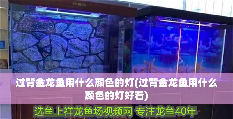 過背金龍魚用什么顏色的燈(過背金龍魚用什么顏色的燈好看)