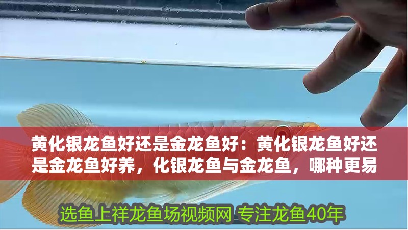 黃化銀龍魚好還是金龍魚好：黃化銀龍魚好還是金龍魚好養，化銀龍魚與金龍魚，哪種更易養且