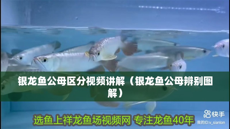 銀龍魚公母區(qū)分視頻講解（銀龍魚公母辨別圖解）