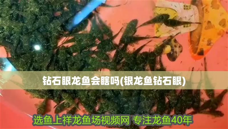 鉆石眼龍魚會(huì)瞎嗎(銀龍魚鉆石眼)
