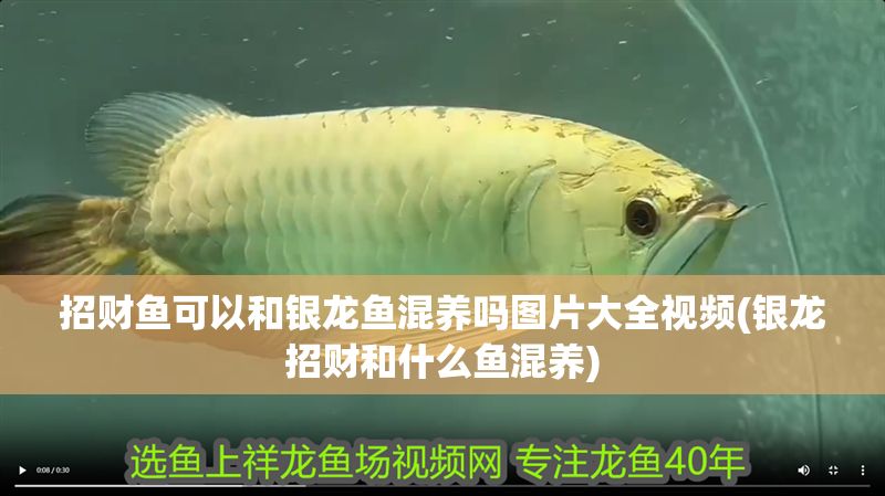 招財魚可以和銀龍魚混養嗎圖片大全視頻(銀龍招財和什么魚混養)