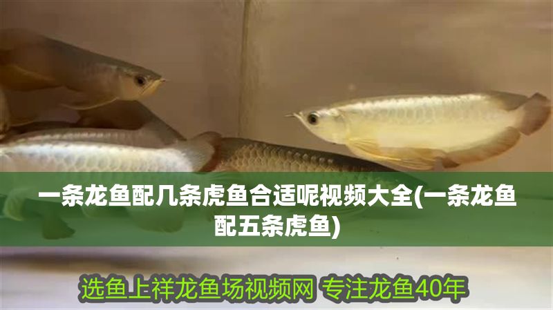 一條龍魚配幾條虎魚合適呢視頻大全(一條龍魚配五條虎魚)