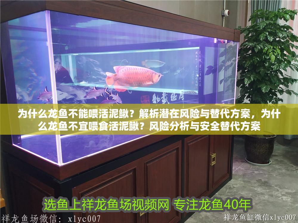 為什么龍魚不能喂活泥鰍？解析潛在風險與替代方案，為什么龍魚不宜喂食活泥鰍？風險分析與安全替代方案
