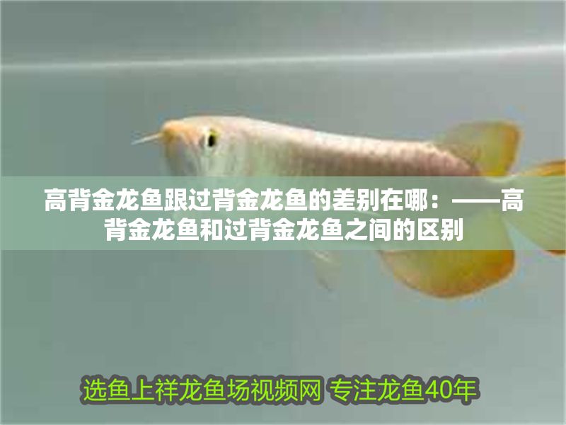 高背金龍魚跟過背金龍魚的差別在哪：——高背金龍魚和過背金龍魚之間的區(qū)別