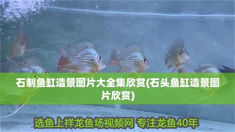 石制魚缸造景圖片大全集欣賞(石頭魚缸造景圖片欣賞) 元寶鳳凰魚百科 第1張 石制魚缸造景圖片大全集欣賞(石頭魚缸造景圖片欣賞) 石制魚缸造景圖片大全集欣賞(石頭魚缸造景圖片欣賞) 元寶鳳凰魚百科 第1張