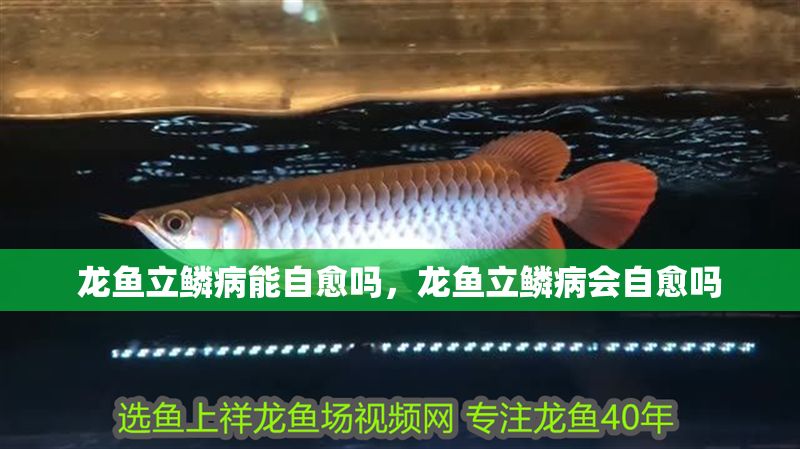 龍魚立鱗病能自愈嗎，龍魚立鱗病會自愈嗎