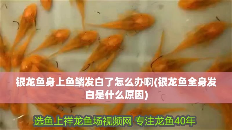 銀龍魚身上魚鱗發(fā)白了怎么辦啊(銀龍魚全身發(fā)白是什么原因)