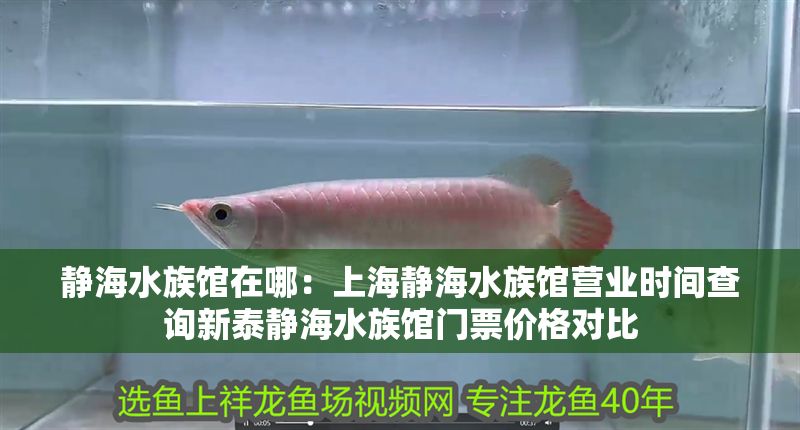 靜海水族館在哪：上海靜海水族館營業時間查詢新泰靜海水族館門票價格對比