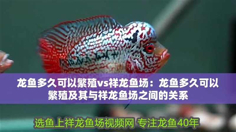 龍魚多久可以繁殖vs祥龍魚場：龍魚多久可以繁殖及其與祥龍魚場之間的關系
